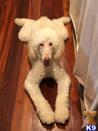 a poodle dog lying on a wood floor