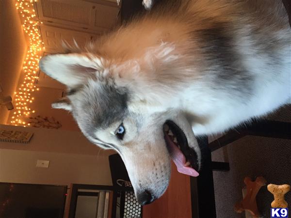 a white and brown siberian husky dog