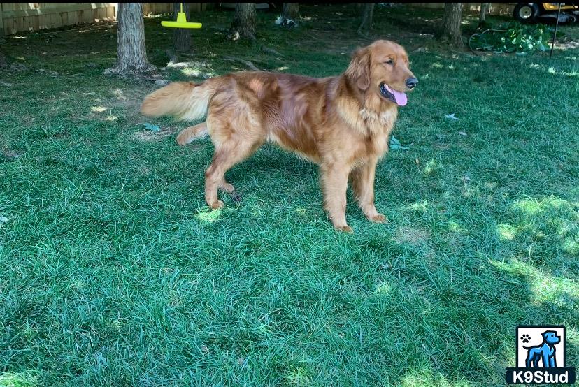 a golden retriever dog standing on grass