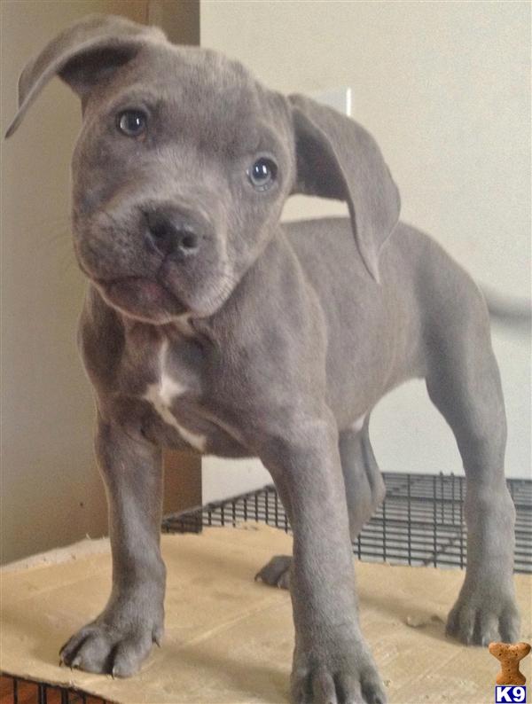 6 week old pitbull puppy size