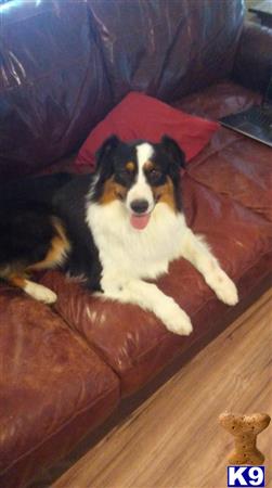 a australian shepherd dog lying on a couch