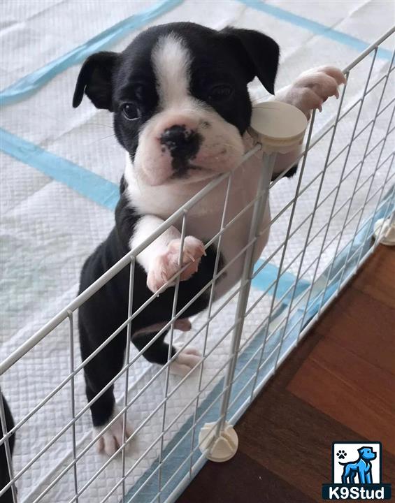 a boston terrier dog in a cage