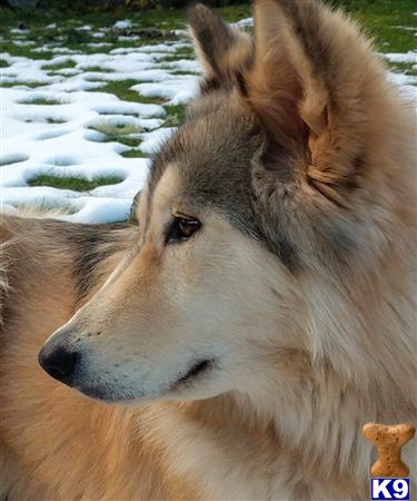 a wolf dog dog looking at the camera