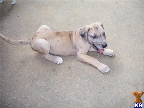 Great Dane Puppy for Sale: AKC Great Dane Puppies - Scooby Doo - Female