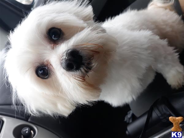 a maltese dog in a car