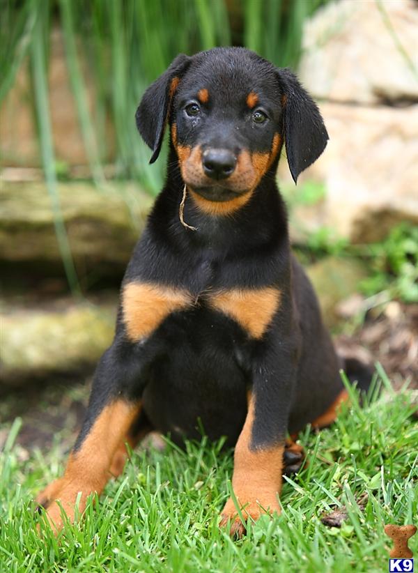 Doberman Pinscher Puppy for Sale: Princess, Female $950 Shipping ...