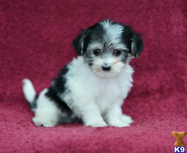 Oreo, Female $600 Shipping Available