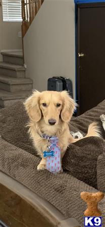 a dachshund dog wearing a bow tie