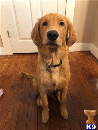 a golden retriever dog sitting on a wood floor