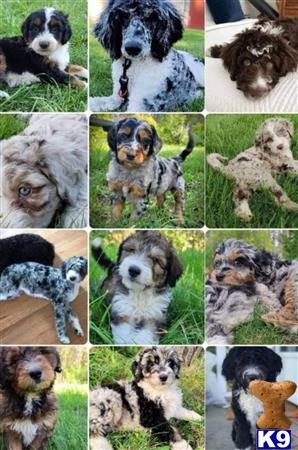 a collage of a aussiedoodle dog