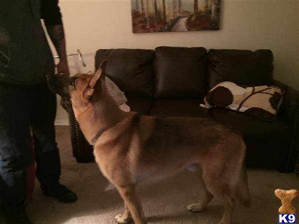 a german shepherd dog with a bone in its mouth