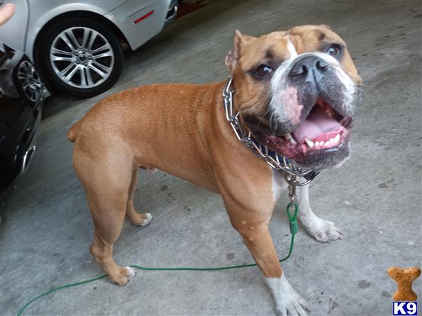 a american bulldog dog with a leash