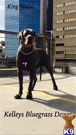 a great dane dog standing on a street