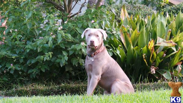 a labrador retriever dog sitting in the grass