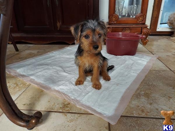 a yorkshire terrier dog sitting on a tile floor
