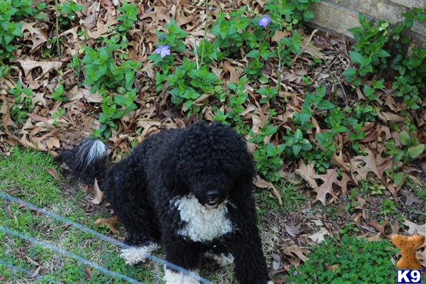 a black portuguese water dog dog on grass