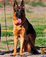 German Shepherd Stud Dogs