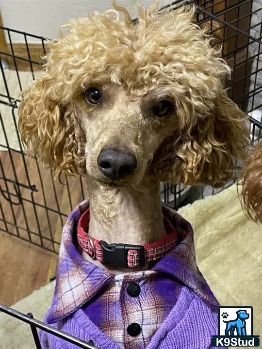 a poodle dog wearing a sweater