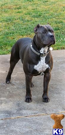 a american pit bull dog standing on a road