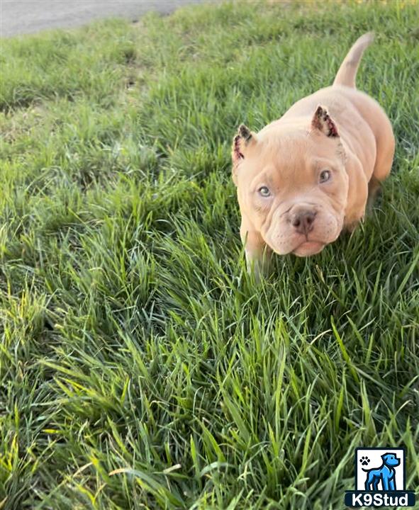 a american bully dog in a grassy field