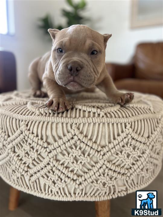 a american bully dog sitting in a chair