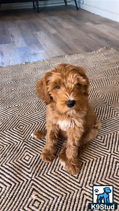 a australian labradoodles dog lying on a rug