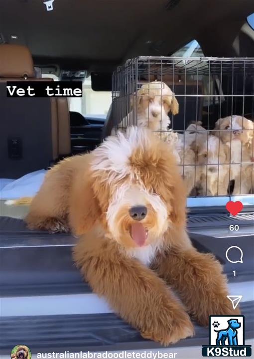 a labradoodle dog in a car