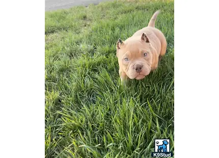 a american bully dog in a grassy field