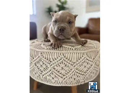 a american bully dog sitting in a chair