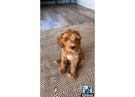 a australian labradoodles dog lying on a rug