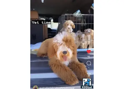 a labradoodle dog in a car