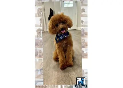 a poodle dog wearing a bow tie