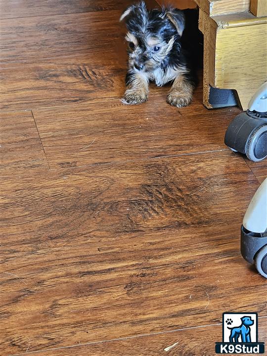 a yorkshire terrier dog sitting on a wood floor