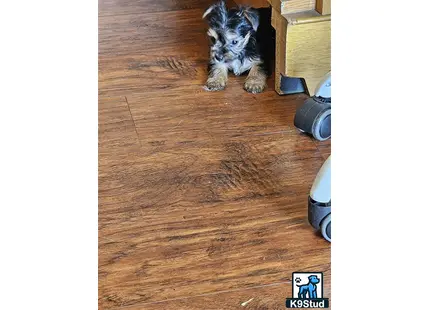 a yorkshire terrier dog sitting on a wood floor