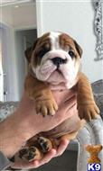 English Bulldog