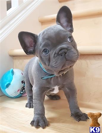 French Brittany Puppy for Sale: Health Tested Blue French Bulldog ...