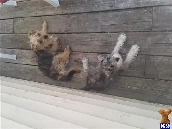 a group of chihuahua dogs lying on a porch