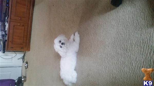 a white maltese dog lying on its back on a carpeted floor