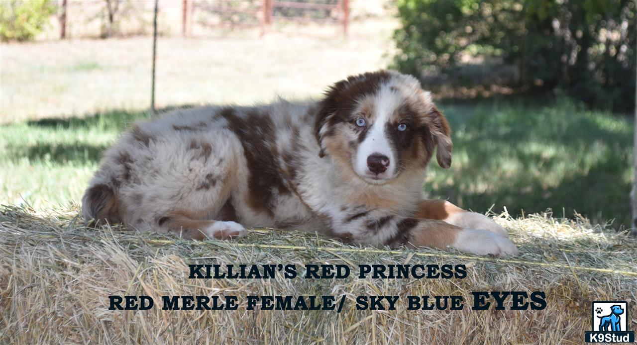 a australian shepherd dog lying in the grass