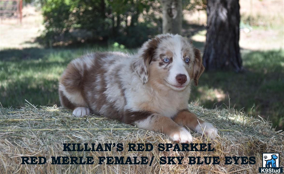 a australian shepherd dog sitting in the grass