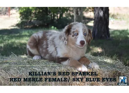 a australian shepherd dog sitting in the grass