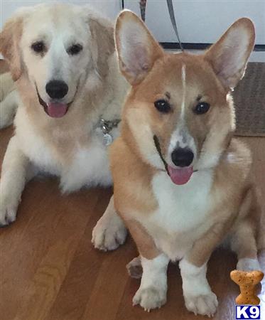 a couple of pembroke welsh corgi dogs