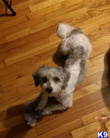 a havanese dog lying on a toy