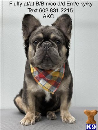 a french bulldog dog wearing a scarf
