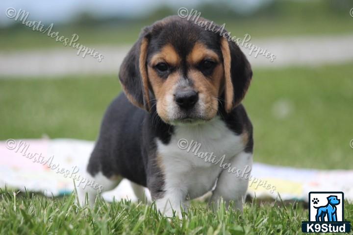 a beagle puppy in the grass