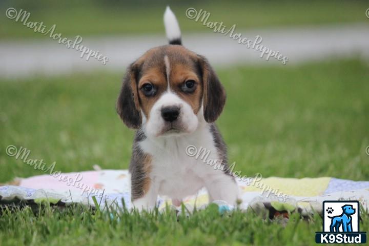 a beagle dog lying on a blanket