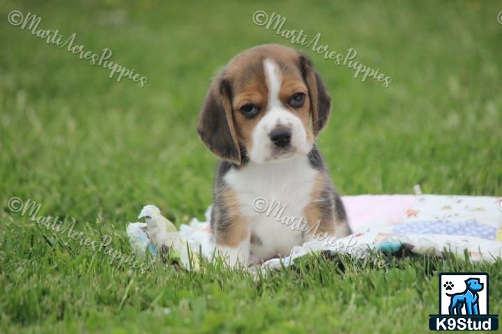 a beagle dog lying in the grass