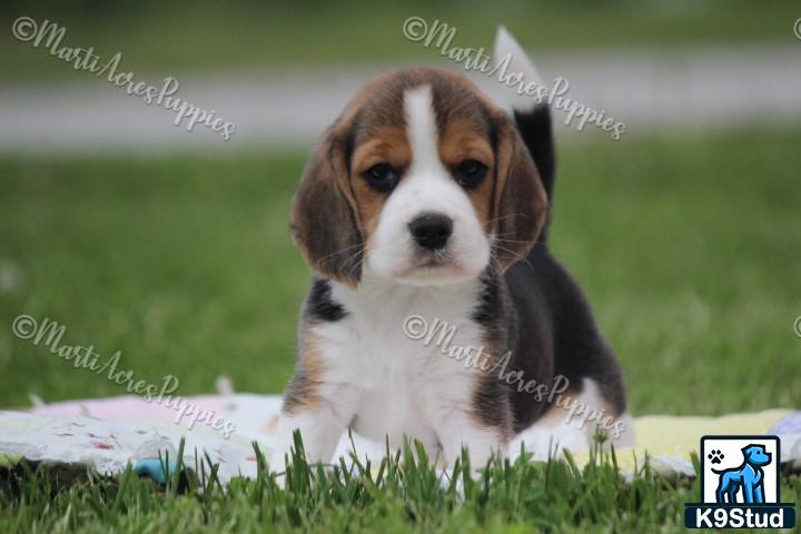 a beagle dog sitting in the grass