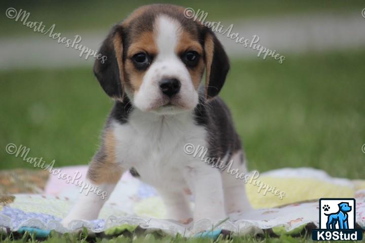 a beagle dog sitting on a blanket