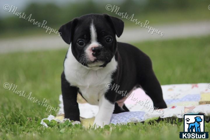 a black and white boston terrier puppy